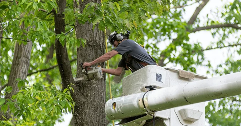 Tree Removal Service